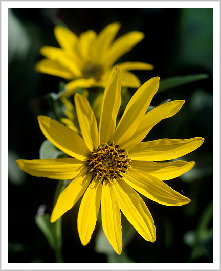 Idaho Sunflower