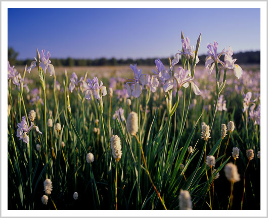 Owyhee Desert Wild Iris