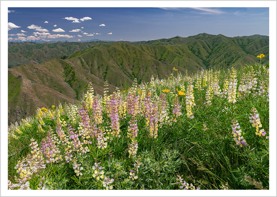 Southern Idaho Lupine