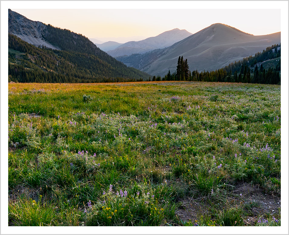 Mountain Meadow