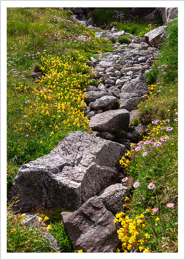 Pioneer Mountain Flowers