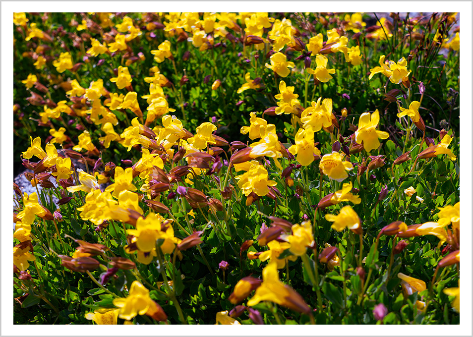 Pioneer Mountain Monkeyflower