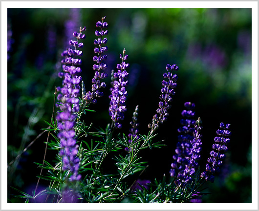 Lupines of Morning