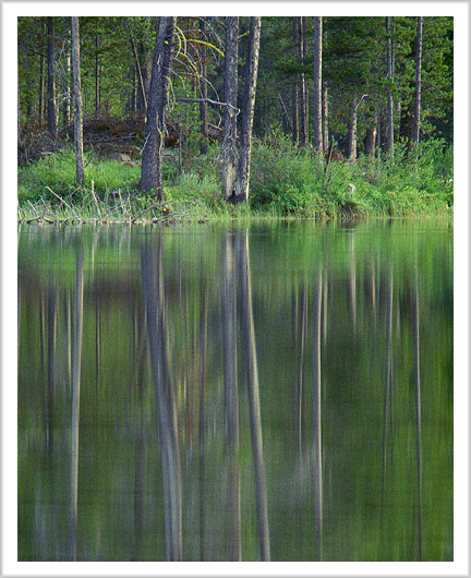 Forest Reflections
