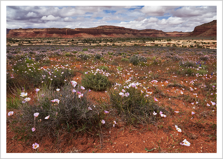 Pink Flowers at White Canyon