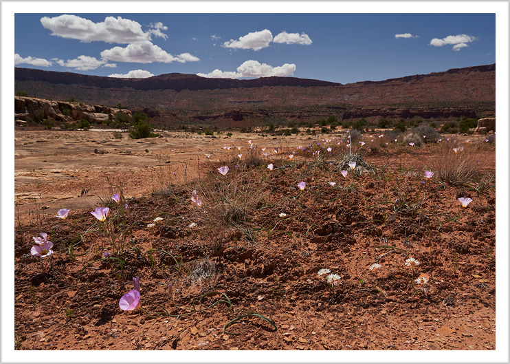 Desert Sego Lilies