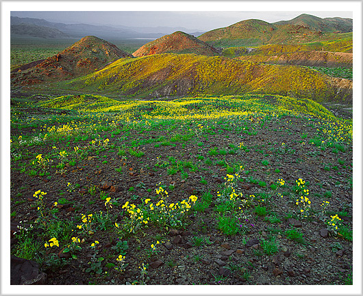 Spring Flowers of Death Valley