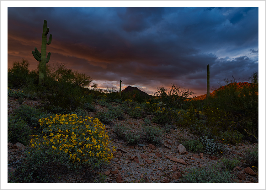 Early Light at Organ Pipe Monument