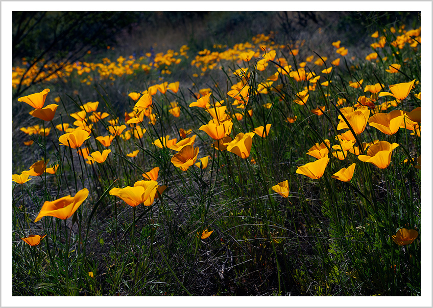 Gold Poppies