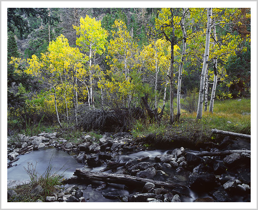 Fall Aspen and Stream