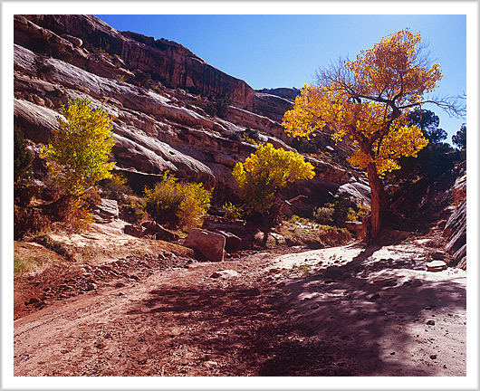 Fall Colors of White Canyon