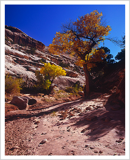 White Canyon in Fall