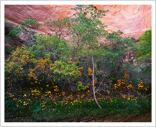Fall Colors of Desert Canyon