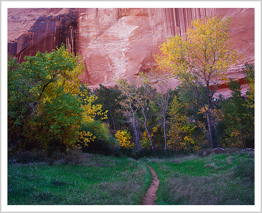 Grass and Trees of Coyote Gulch