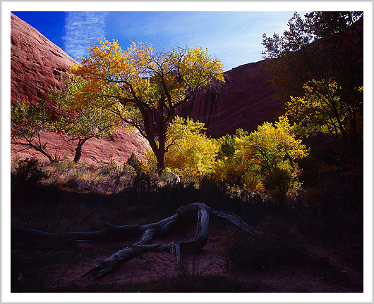 Cottonwoods of Coyote Gulch