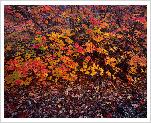 Fall Color Mosaic