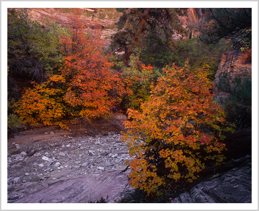 Fall Color of Pine Creek