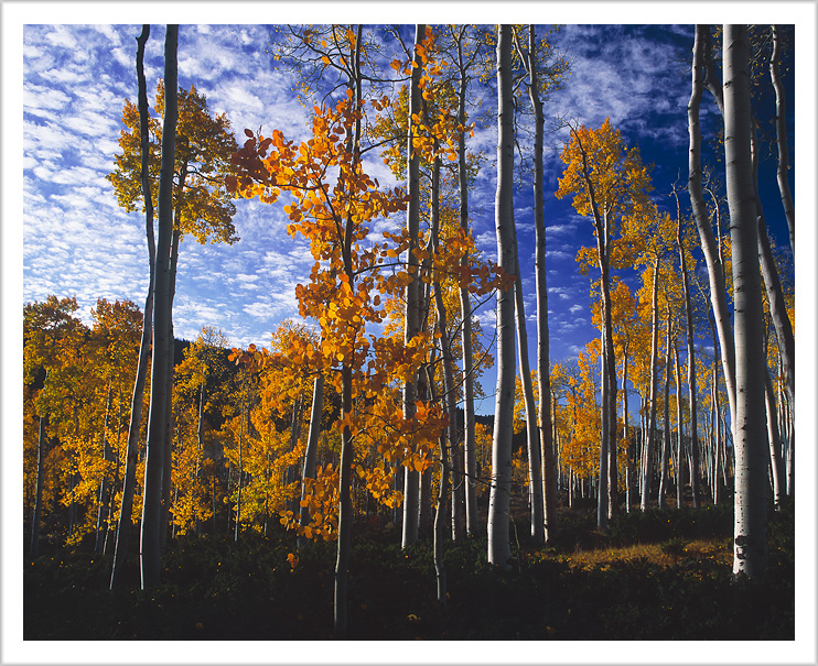 Fall Color of Pando Forest