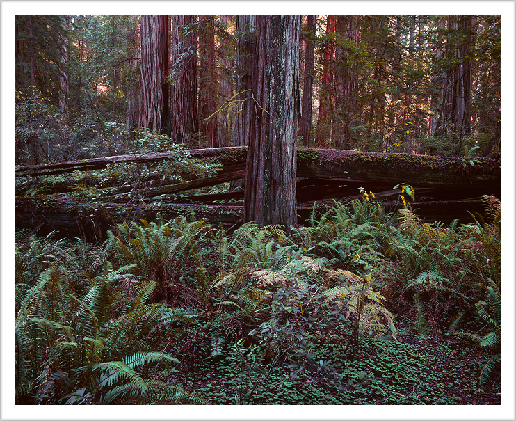 Redwood Treefall