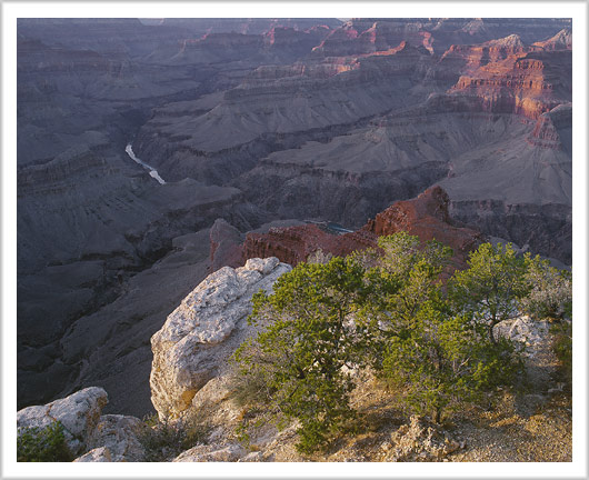 Tree and Canyon