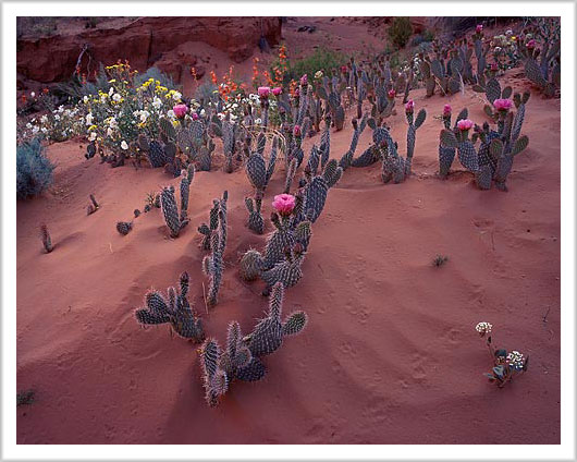 Desert Flowers and Critter Tracks