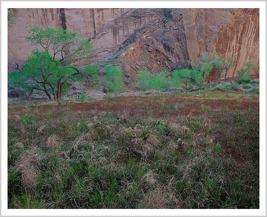 Early Spring in Fifty Mile Canyon