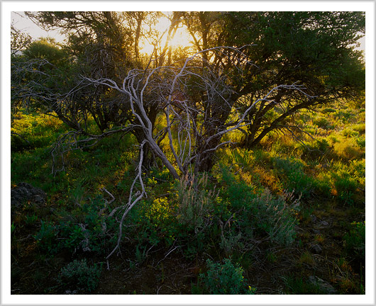 Owyhee Tree Sunrise