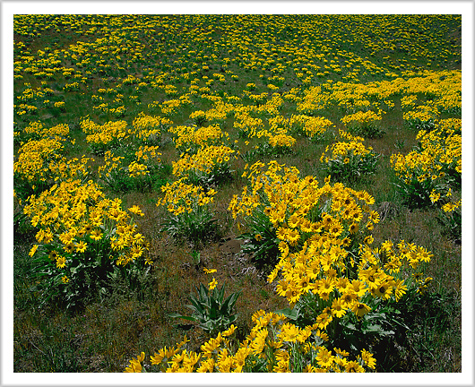 Idaho Sun Flowers