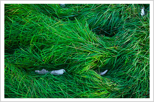 Mountain Meadow Grass