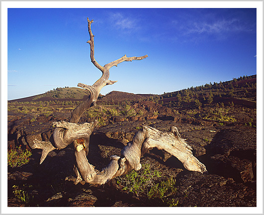 Old Tree of Lava Flow