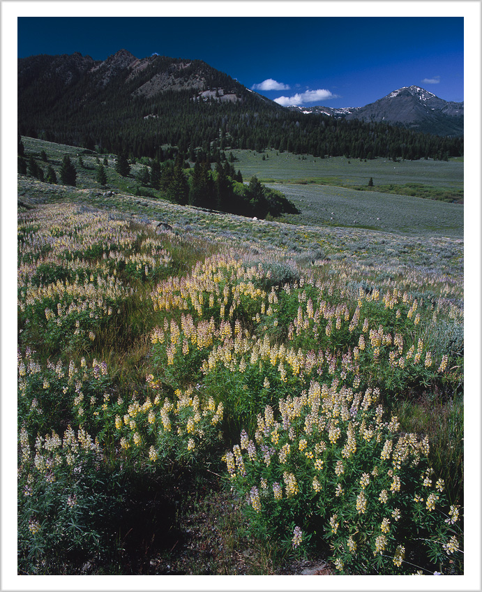 Copper Basin Lupines