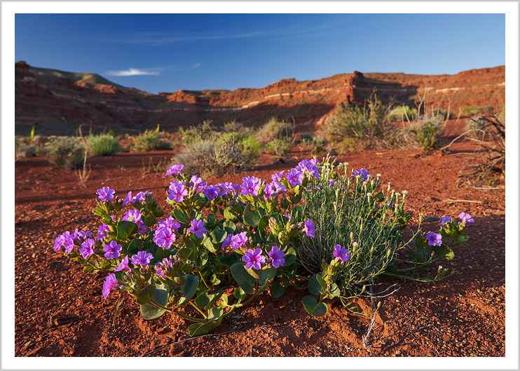 Morning Light on Desert Flowers