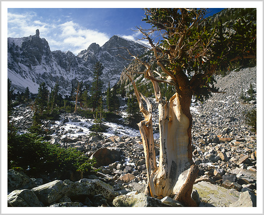 Wheeler Peak and Bristlecone Pine