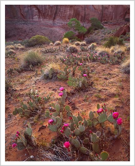 Desert Flowers of Llewellyn Canyon