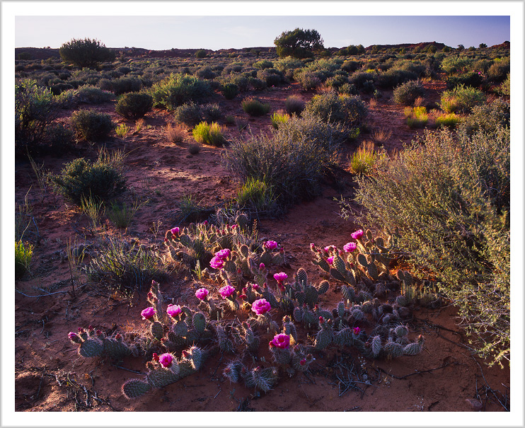 Escalante Cactus Flowers