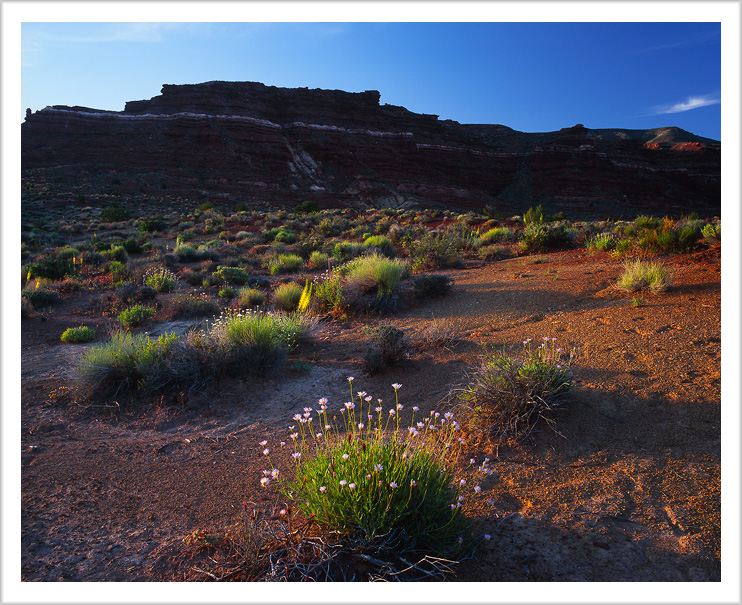 Desert Flowers at Sunrise