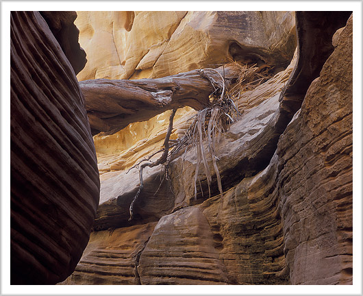 Wood in Slot Canyon