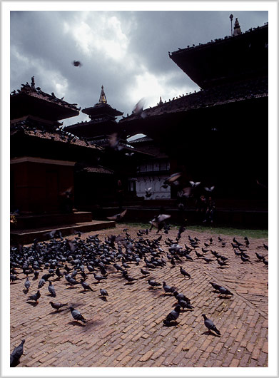Birds and Temples